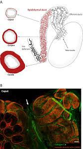 This cat drawing tutorial is a new addition to our ever growing collection of step by step drawing tutorials for all ages. Contractility Of The Epididymal Duct Function Regulation And Potential Drug Effects In Reproduction Volume 156 Issue 4 2018