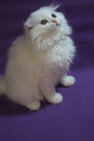 Super Kalite Scottish Longhair Yavrulari Geldi Disi Ve Erkek 551 Scottish Fold Gelin Dis