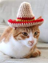 Cat Sombrero Sombrero For Cats Sombrero Hat With Ear Holes For Cats And Xs Dogs Cinco De Mayo Cat Hat Fiesta Hat For Cats Taco Cat Hat Hat For Cat Cat