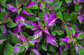 Maybe you would like to learn more about one of these? Variegated Leaves Pictures Of Bi Colored Plants