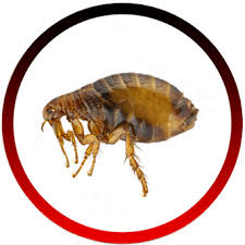 Ventura county, california, united states, north america geographical coordinates: Pest Control Best Pest Control Service In Ventura County And Los Angeles County Ca