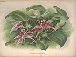 Image result for Bulbophyllum unifoliatum