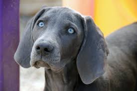 Get the latest breaking news, sports, entertainment and obituaries in columbus, oh from the columbus dispatch. The Mysterious Disappearance Of Noah S Bark And Noah S Too It Takes All Kinds A Blog By Mark