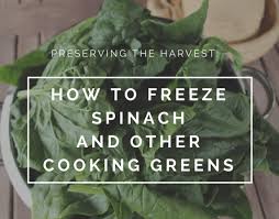 How to use frozen spinach. How To Freeze Spinach And Other Cooking Greenscounting My Chickens