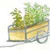 In dry climates such as the southwestern u.s., for instance, native american farmers planted vegetables in beds slightly dug out below the natural soil level. 1