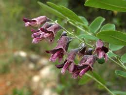 Image result for Sophora velutina