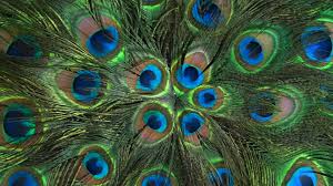 We did not find results for: 32 Peacock Feather Wallpaper Border On Wallpapersafari