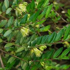 Examine the boxleaf honeysuckle, looking for branches that cross one another, grow in a wayward direction, are too long or are not thriving. Lonicera Nitida Lemon Beauty