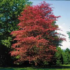 Image result for Fagonia isotricha