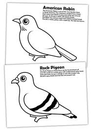 Diffrence Of American Robin And Rock Pigeon Coloring Page Download Print Online Coloring Pages For Fre Coloring Pages Online Coloring Pages Online Coloring
