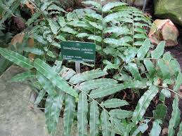 Image result for Stenochlaena