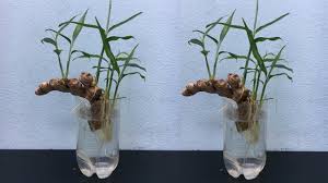Ginger is a tropical plant that is easy to grow indoors. Hydroponic Ginger Planting How To Grow Ginger In Water Youtube