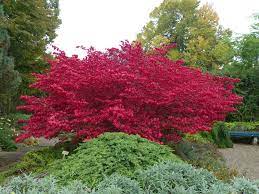 Pin On Plantes