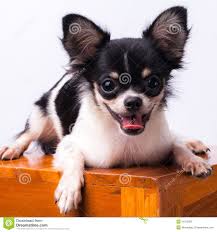 50 Most Adorable Black Chihuahua Dog Photos And Images