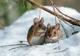 Christmas Mice Animals Cute Animals Cute Animal Pictures