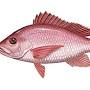 Red Snapper from www.fisheries.noaa.gov
