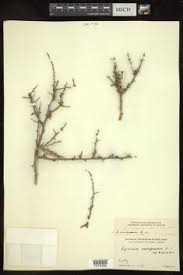 Image result for Lycium mascarenense