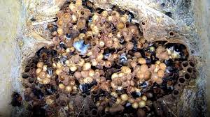 Bumble bees are larger this will involve reaching the nest, potentially by opening walls in your home, smoking to quiet the bees, and then the removal of the entire nest and all the bees. Chaos In A Bumblebee Nest Youtube