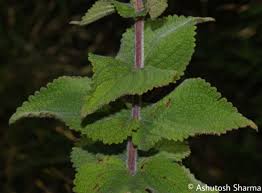 Image result for Isodon