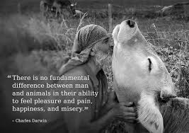 It's a single universal, transcendently shared, emotional experience. Quotes About Animal Compassion 32 Quotes
