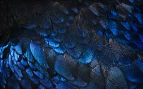 Welcome to the ravenclaw house collection. All About Ravenclaw