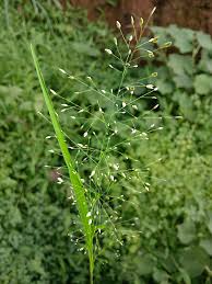 Image result for Eragrostis arenicola