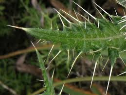 Image result for Carduus nyassanus