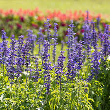 Image result for Salvia farinacea