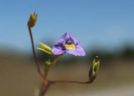 Image result for Mimulus gracilis