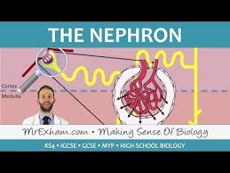 The Nephron Ultrafiltration And Selective Reabsorption Gcse Biology 9 1 Youtube In 2020 Biology High School Biology Igcse Biology