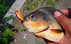 Sebutkan bagian bagian insang ikan dan fungsinya brainly. 25 Umpan Ikan Bawal Racikan Paling Jitu Untuk Memancing