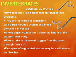 6 L 4b 1 Common Characteristics Of Vertebrates Invertebrates