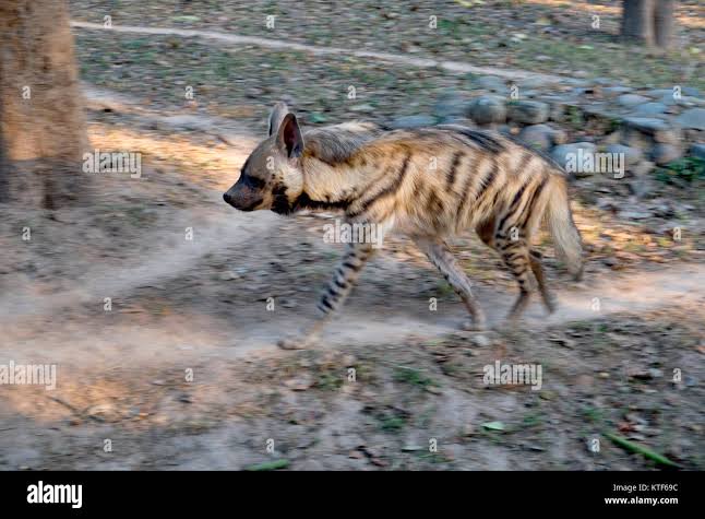 Striped hyena india hi-res stock photography and images - Alamy