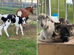 Disbelief Over Who Steps Up as Kittens' Babysitter