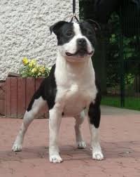 Black And White Pit Bull Terrier Pin By Andrea Ward On The Stafford Collection Photo Gallery Top Quality Staffordshire Bull Terrier Staffordshire Terrier Terrier Stafford Bull Terrier