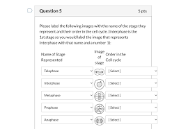 The first gap phase (g1), the synthesis (s) phase, and the second gap (g2) phase. Solved Using The Image Below Determine What Stage Of The Chegg Com