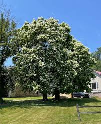 Image result for Catalpa