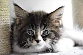 Maine Coon Breeders Australia Maine Coon Info Kittens