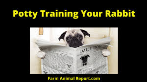 Being neutered or not is likely to have more of an impact on success than age. 9 Steps To Litter Training Your Rabbit Farm Animal Report