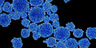 Characteristics of cultured animal cells. Scaling Up From 2d Monolayers To Complex 3d Cell Culture Promocell
