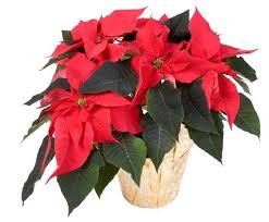 Make sure to protect them from dramatic temperature drops as this will cause their leaves to prematurely wilt. Poinsettia Lovetoknow