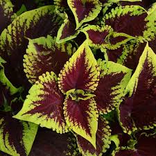 Image result for Coleus psammophilus