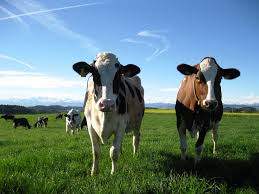 Pour le faire, dans le ruban aller dans formules/calcul/option de calcul. Productions Animales Agridea