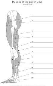 Download the free pdf underneath and see how you go. Lateral Muscles Of The Lower Limb Unlabeled Anatomy Teaching College Human Anatomy And Physiology