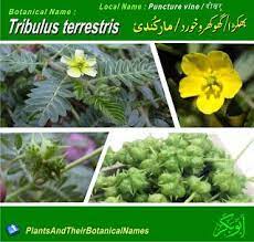 Tribulus Terrestris Family Zygophyllaceae Habit Herb Common Names English Puncture Vine Urdu Bha Plant Benefits Tribulus Terrestris Herbs