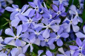 There are many types of purple flowers that come in a variety of shades. Many Small Flowering Light Purple Flowers Close Up Spring Background Stock Photo Picture And Royalty Free Image Image 71163917