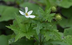 Image result for Clematis uhehensis