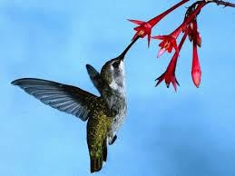 Birds Outside My Window Meaning If I Ever Get The Courage To Get A Tattoo I Would Get One Of A Hummingbird I Never Get Tired Of Watch Most Beautiful Birds Hummingbird Hummingbird Wallpaper