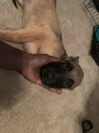 Maybe you would like to learn more about one of these? Belgian Shepherd Dog Malinois Puppies For Sale Austell Ga 315220