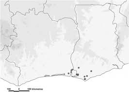 Image result for Thecacoris spathulifolia